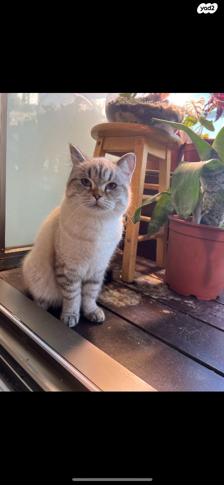 תמונת מודעה - חיות מחמד