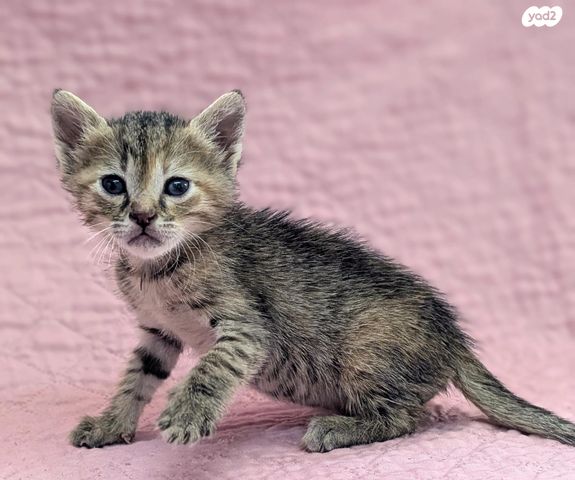 תמונת מודעה - חיות מחמד