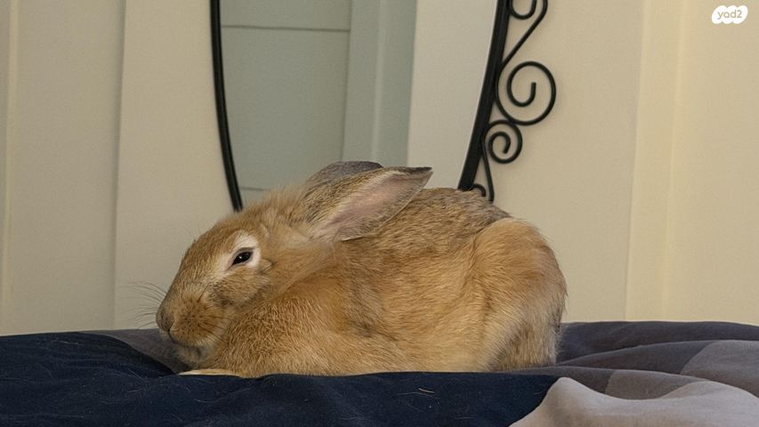 תמונת מודעה - חיות מחמד