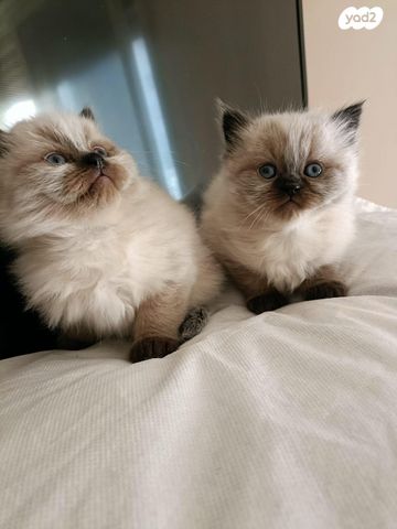 תמונת מודעה - חיות מחמד