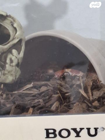 תמונת מודעה - חיות מחמד