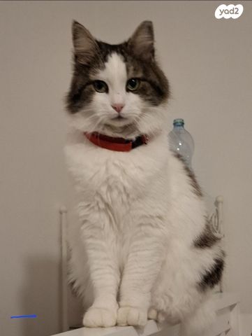 תמונת מודעה - חיות מחמד