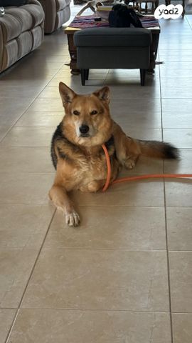 תמונת מודעה - חיות מחמד