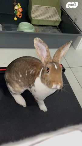 תמונת מודעה - חיות מחמד