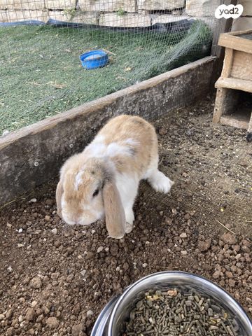 תמונת מודעה - חיות מחמד