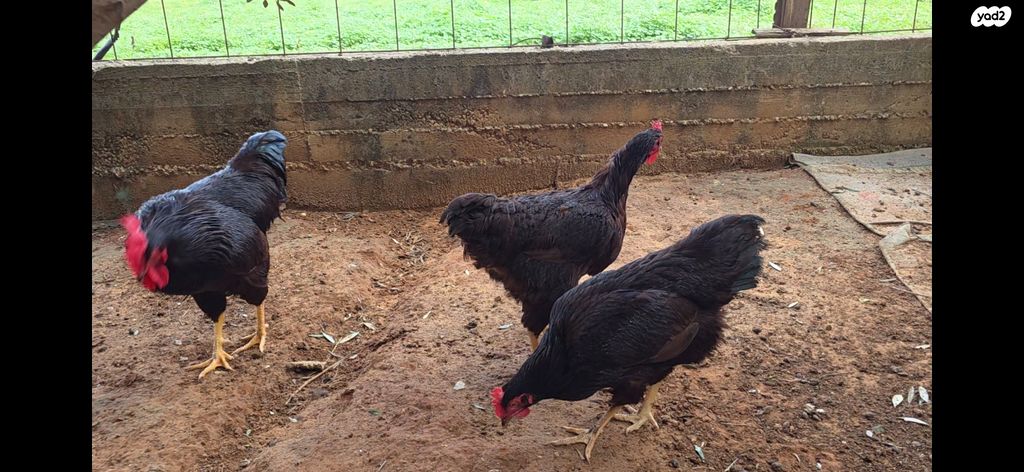 תמונת מודעה - חיות מחמד