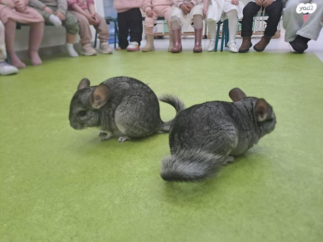 תמונת מודעה - חיות מחמד