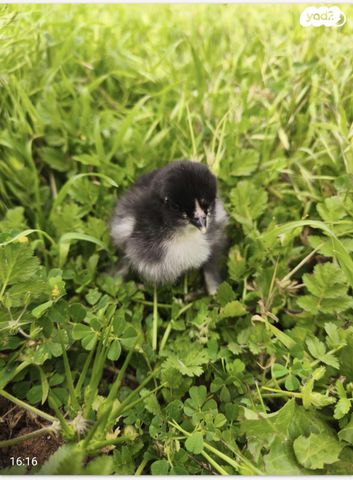 תמונת מודעה - חיות מחמד