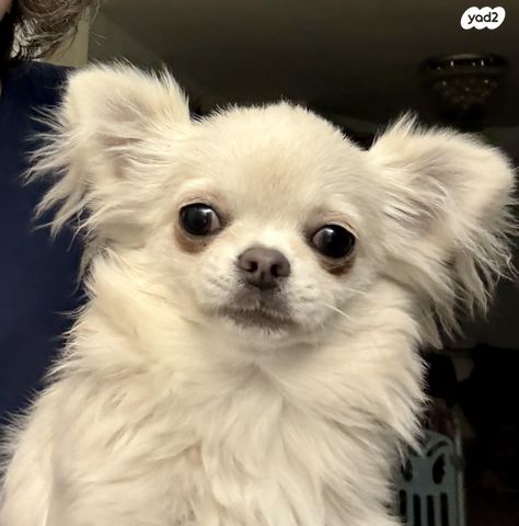 תמונת מודעה - חיות מחמד