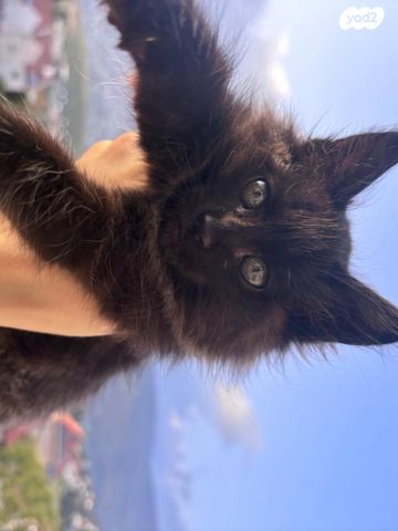 תמונת מודעה - חיות מחמד