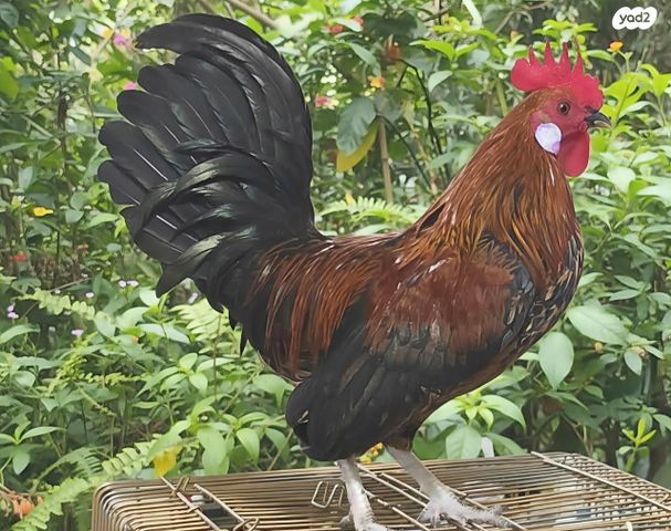 תמונת מודעה - חיות מחמד