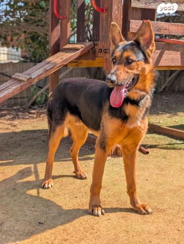 תמונת מודעה - חיות מחמד