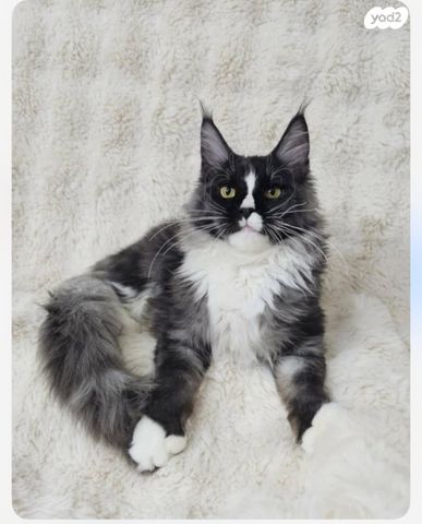 תמונת מודעה - חיות מחמד