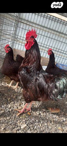 תמונת מודעה - חיות מחמד