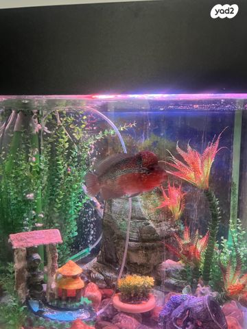 תמונת מודעה - חיות מחמד