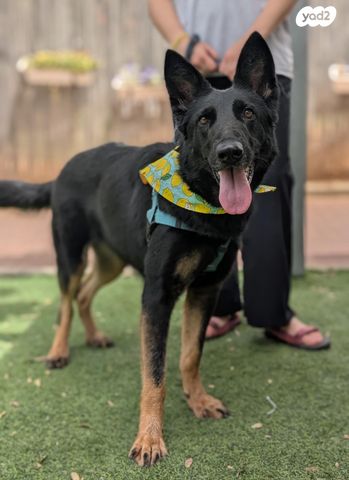 תמונת מודעה - חיות מחמד