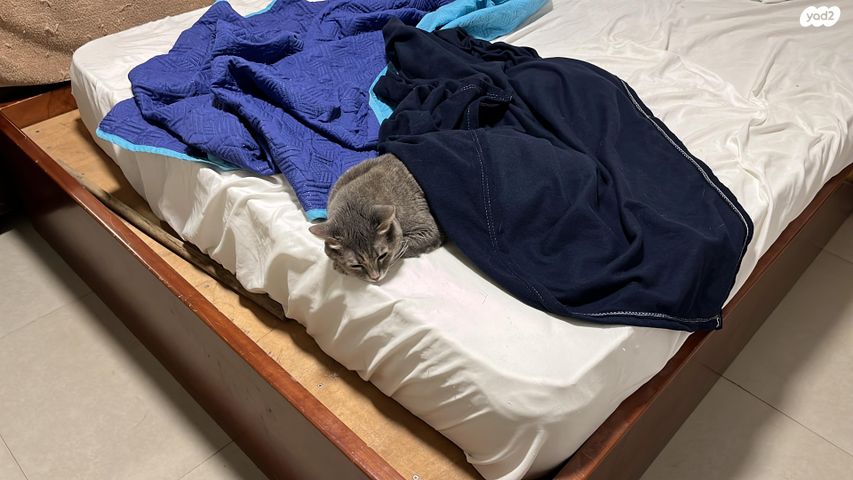 תמונת מודעה - חיות מחמד