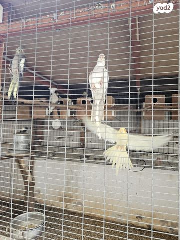 תמונת מודעה - חיות מחמד