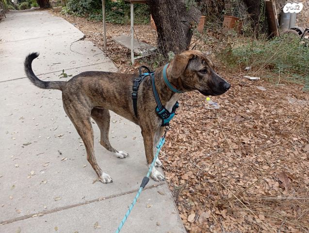 תמונת מודעה - חיות מחמד