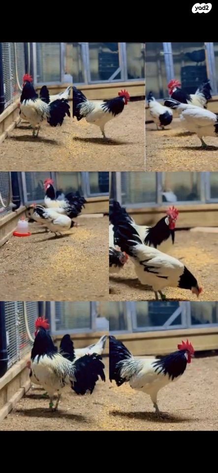 תמונת מודעה - חיות מחמד