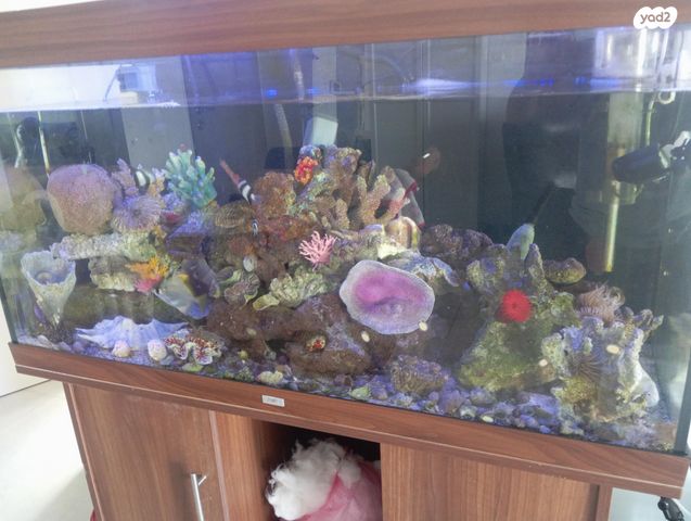 תמונת מודעה - חיות מחמד