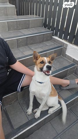 תמונת מודעה - חיות מחמד