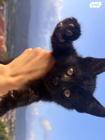 תמונת מודעה - חיות מחמד