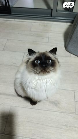 תמונת מודעה - חיות מחמד