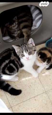 תמונת מודעה - חיות מחמד