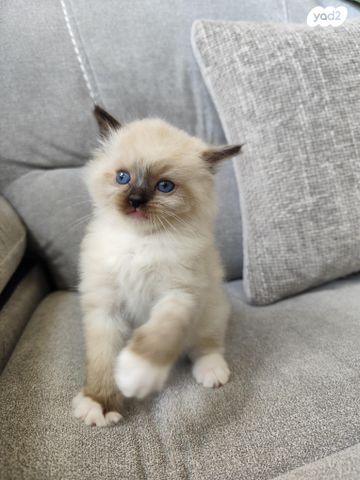 תמונת מודעה - חיות מחמד