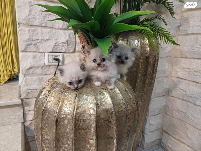 תמונת מודעה - חיות מחמד