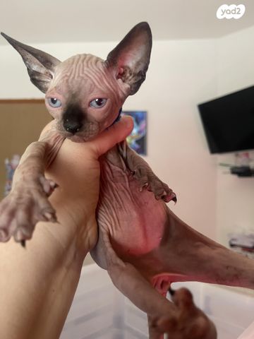 תמונת מודעה - חיות מחמד