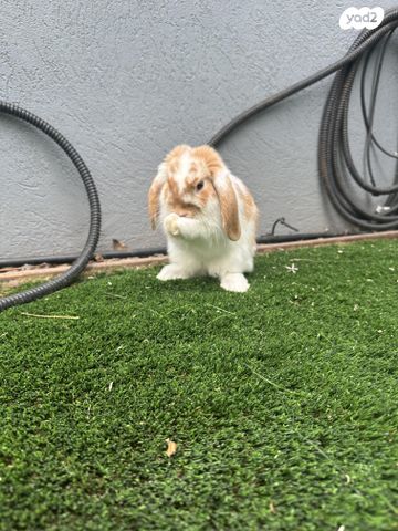 תמונת מודעה - חיות מחמד