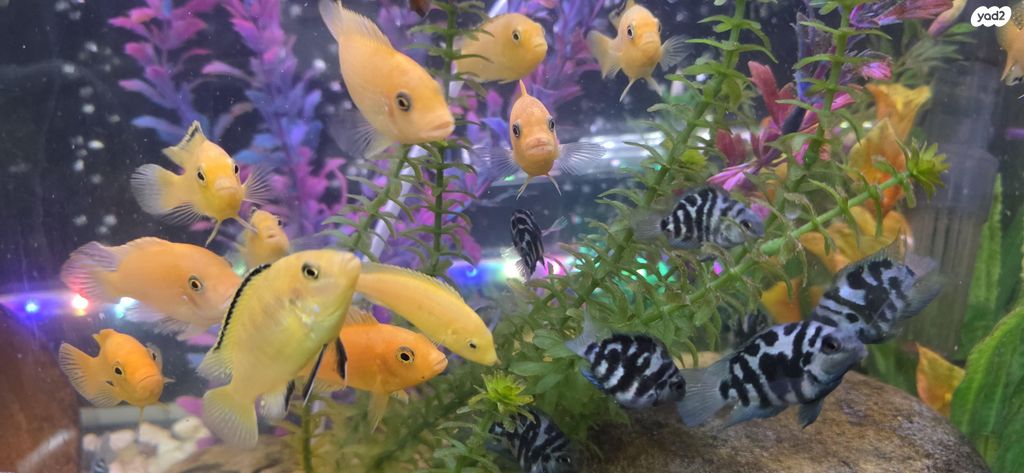 תמונת מודעה - חיות מחמד