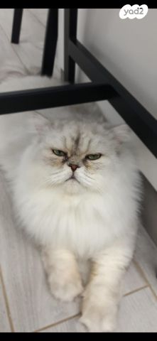 תמונת מודעה - חיות מחמד