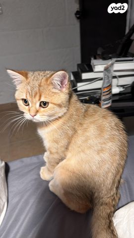 תמונת מודעה - חיות מחמד