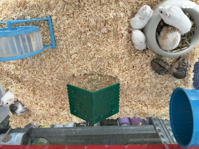 תמונת מודעה - חיות מחמד