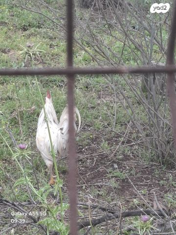 תמונת מודעה - חיות מחמד