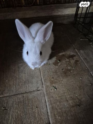 תמונת מודעה - חיות מחמד