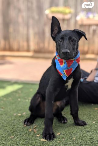 תמונת מודעה - חיות מחמד