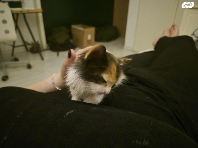 תמונת מודעה - חיות מחמד