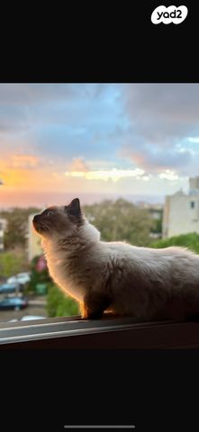 תמונת מודעה - חיות מחמד