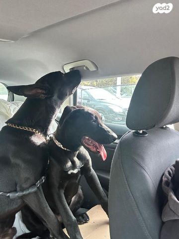 תמונת מודעה - חיות מחמד