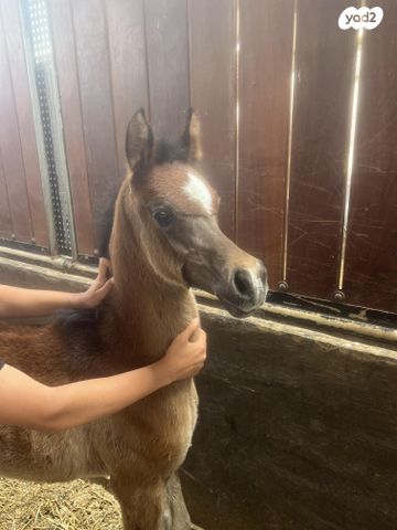 תמונת מודעה - חיות מחמד