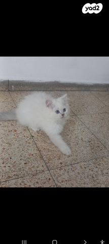 תמונת מודעה - חיות מחמד