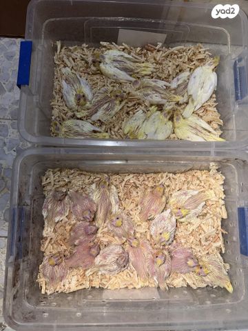 תמונת מודעה - חיות מחמד