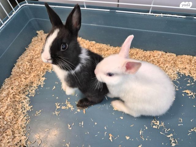 תמונת מודעה - חיות מחמד