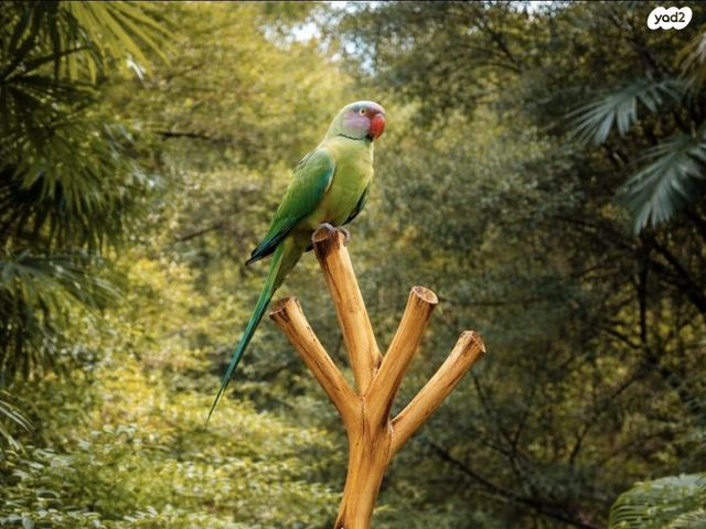 תמונת מודעה - חיות מחמד