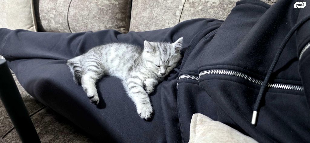 תמונת מודעה - חיות מחמד