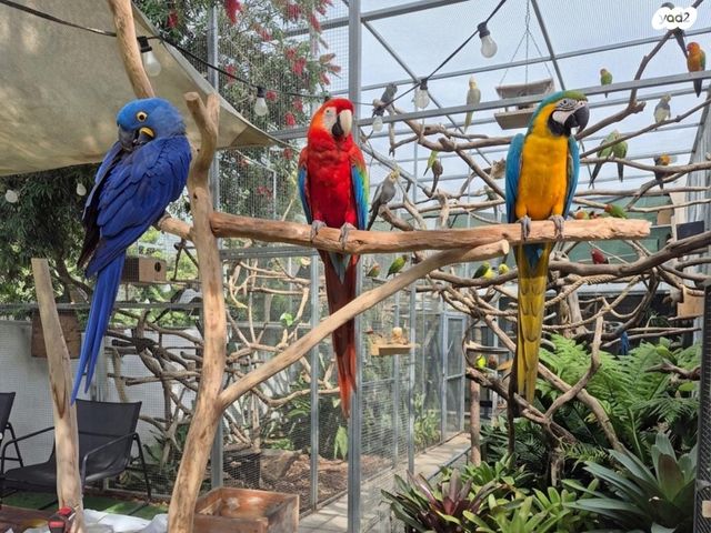 תמונת מודעה - חיות מחמד